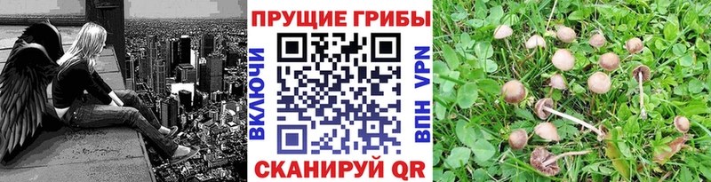 Псилоцибиновые грибы прущие грибы  где продают наркотики  Сухой Лог 